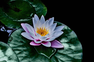 Lotus Blossom