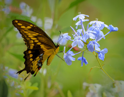 Giant Swallowtail & Blue Flower