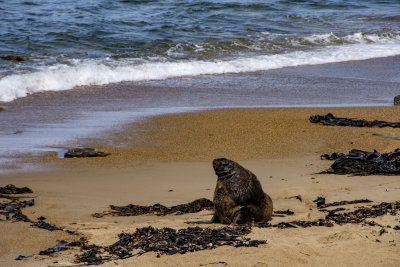 Sea Lion at  Waipapa Light House