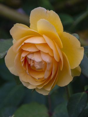 Roses at Dairy Farm