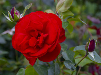 Roses at Dairy Farm