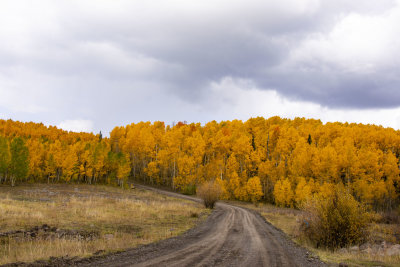 Colorado Fall Foliage 2022