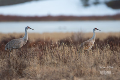 Sandhill cranes 