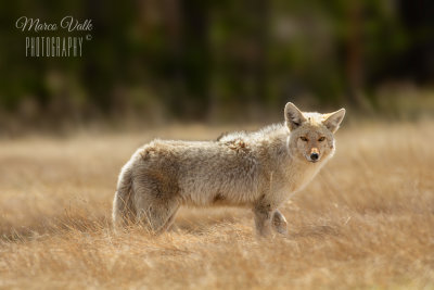 Coyote 