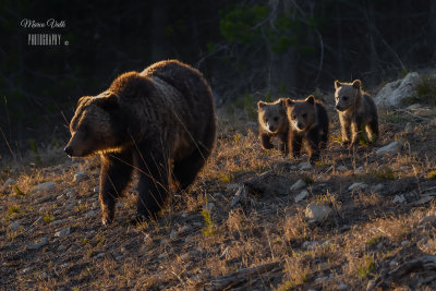 Grizzly bear family 