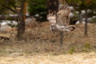 Great Grey Owl 