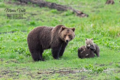 Grizzly family