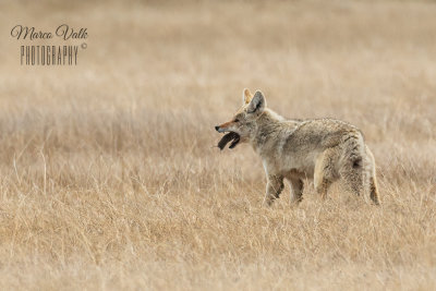 Yellowstone 2019