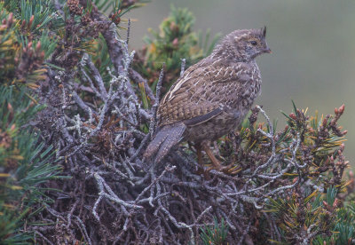 California Quail Chick