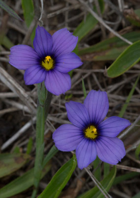 Wildflowers of Sea Ranch