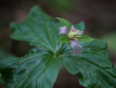 Western Trillium that is turning lavendar as it ages