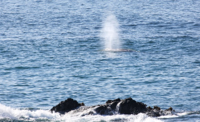 Whale Spouting 2019