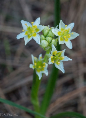 Freemont's Star Lily (Toxicoscordion fremontii)