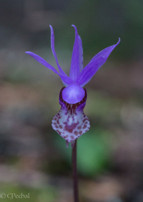 Calypso Orchid (Calypso Bulbosa)