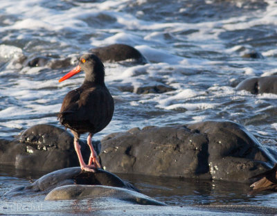 Oystercatcher