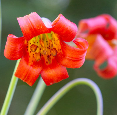 Coast Lily (Lilium maritimum)