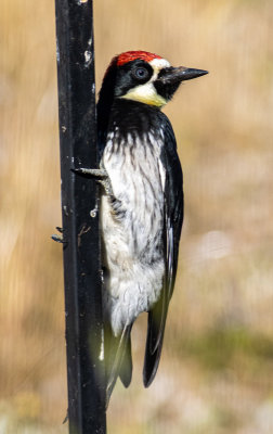 Juvenile male Acorn Woodpecker