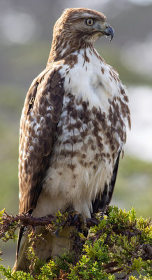 Juvenile Red-Tail Hawk