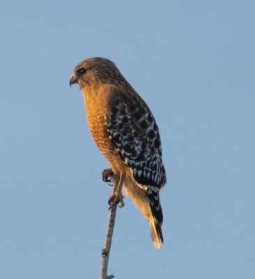 Red-Shouldered Hawk