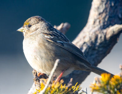 Gold-Crown Sparrow