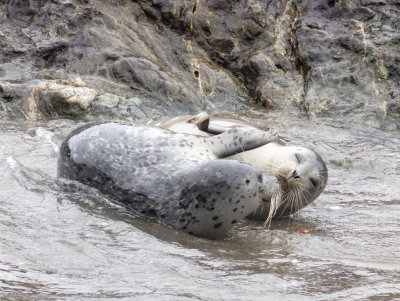 Harbor Seal Love