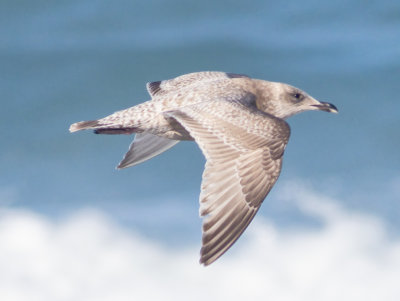 Thayers Gull