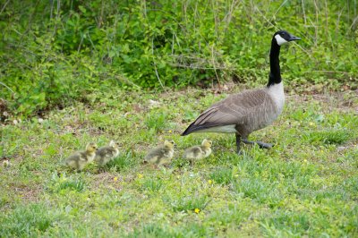 Gallery of Canadian Geese