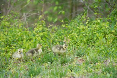 Canadian Goose Chicks-Roanoke, VA-D3S8724.jpg