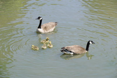 Canadian Geese with Chicks-Roanoke, VA-D3S8924.JPG