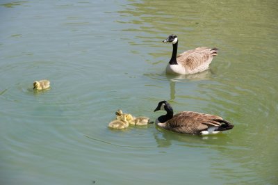 Canadian Geese with Chicks-Roanoke, VA-D3S8928.jpg