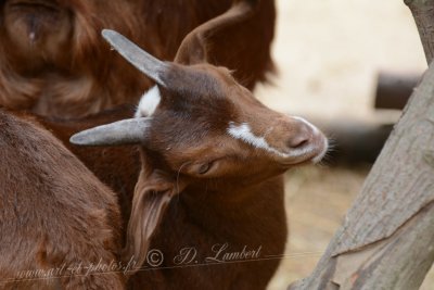 Pairi D7-19_053 (1024x768).JPG