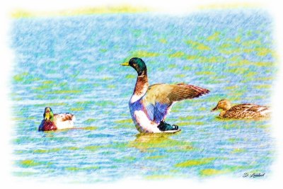 Canards D7-20_048RP (800x600).jpg