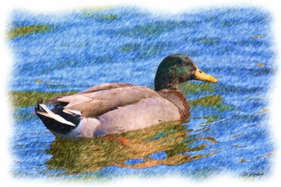 Canards D7-20_061JP (800x600).jpg