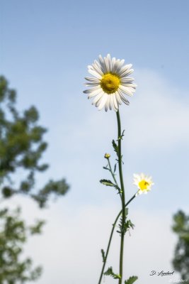 Flore D7-20_044R (800x600).jpg