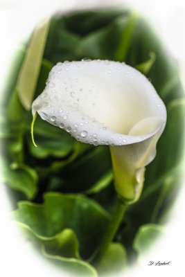 Flore D7-20_064R (800x600).jpg