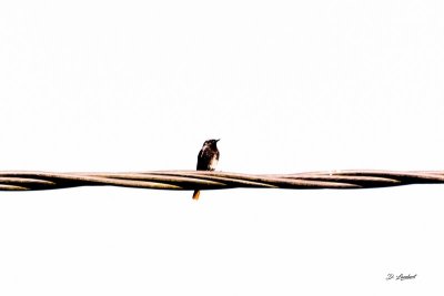Oiseaux D7-20_141R (800x600).jpg