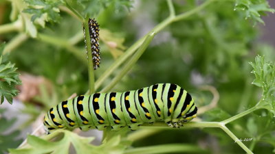 Les insectes, papillons, chenilles etc.