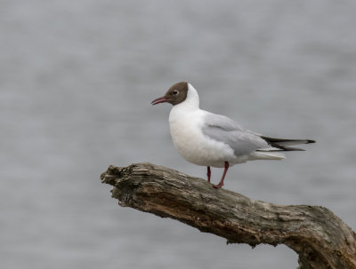 Mouette