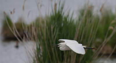 Aigrette