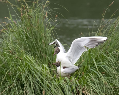 Les mouettes s'accouplent
