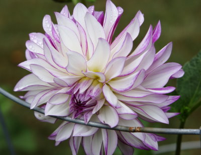 819 Oberland Dahlia crop 4