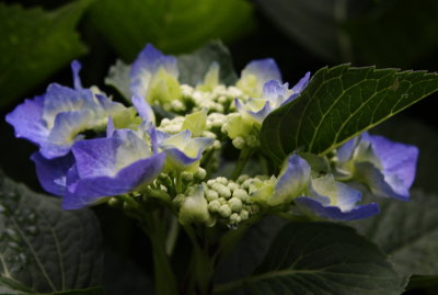 Oberland flower