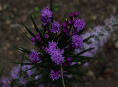 Gift from the gardner not sure what it is