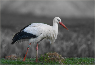  Ooievaar (Ciconia ciconia) White Stork