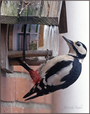 Bonte Specht - Spotted Woodpecker