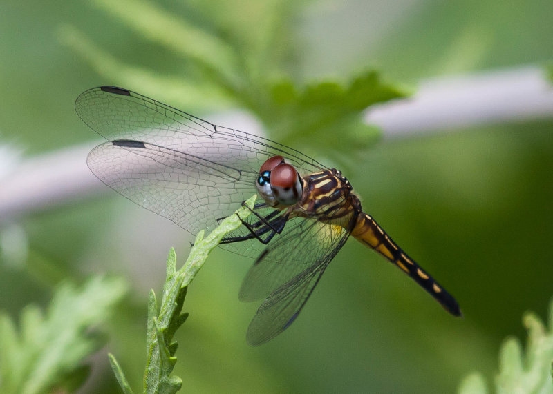 Female Blue Dasher on Russian Sage