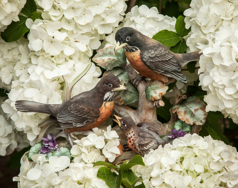 The Robins are Nesting in my Snowball Bush