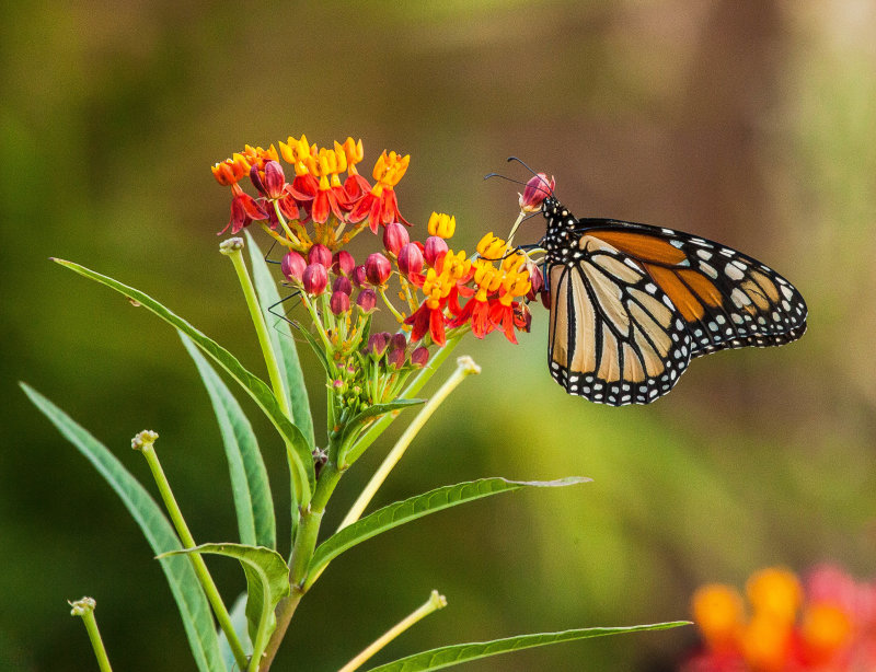 Monarch Butterfly on Milkweed