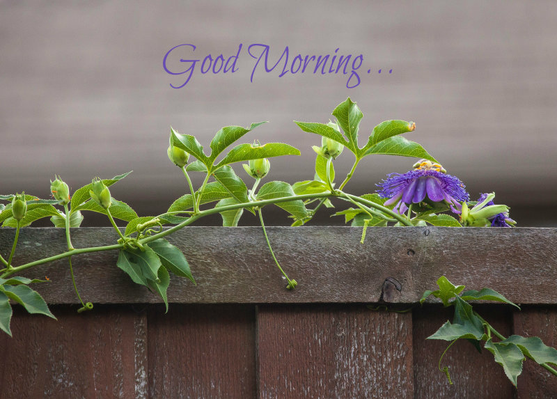 Good Morning!