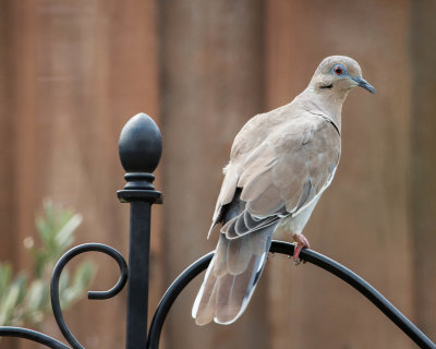 Willie the White-winged Dove